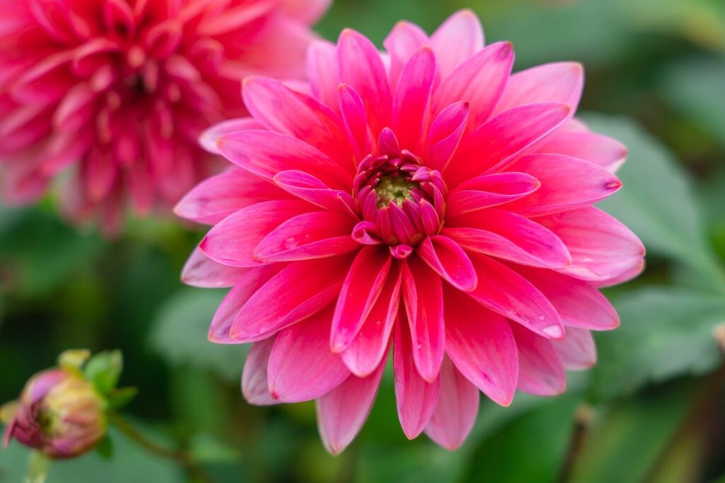 dahlia, flower petals, blossom-7219106.jpg